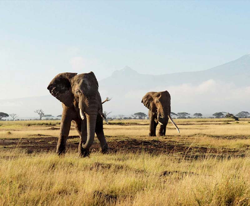 Safari-Tsavo-Est-e-Amboseli-3