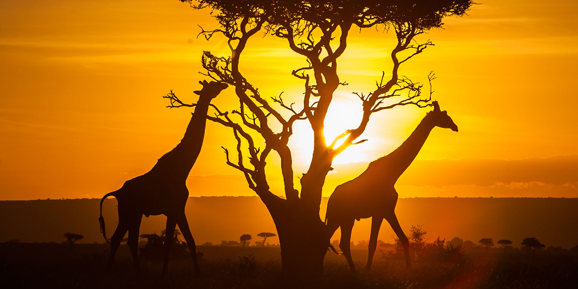 safari in kenya cosa sapere