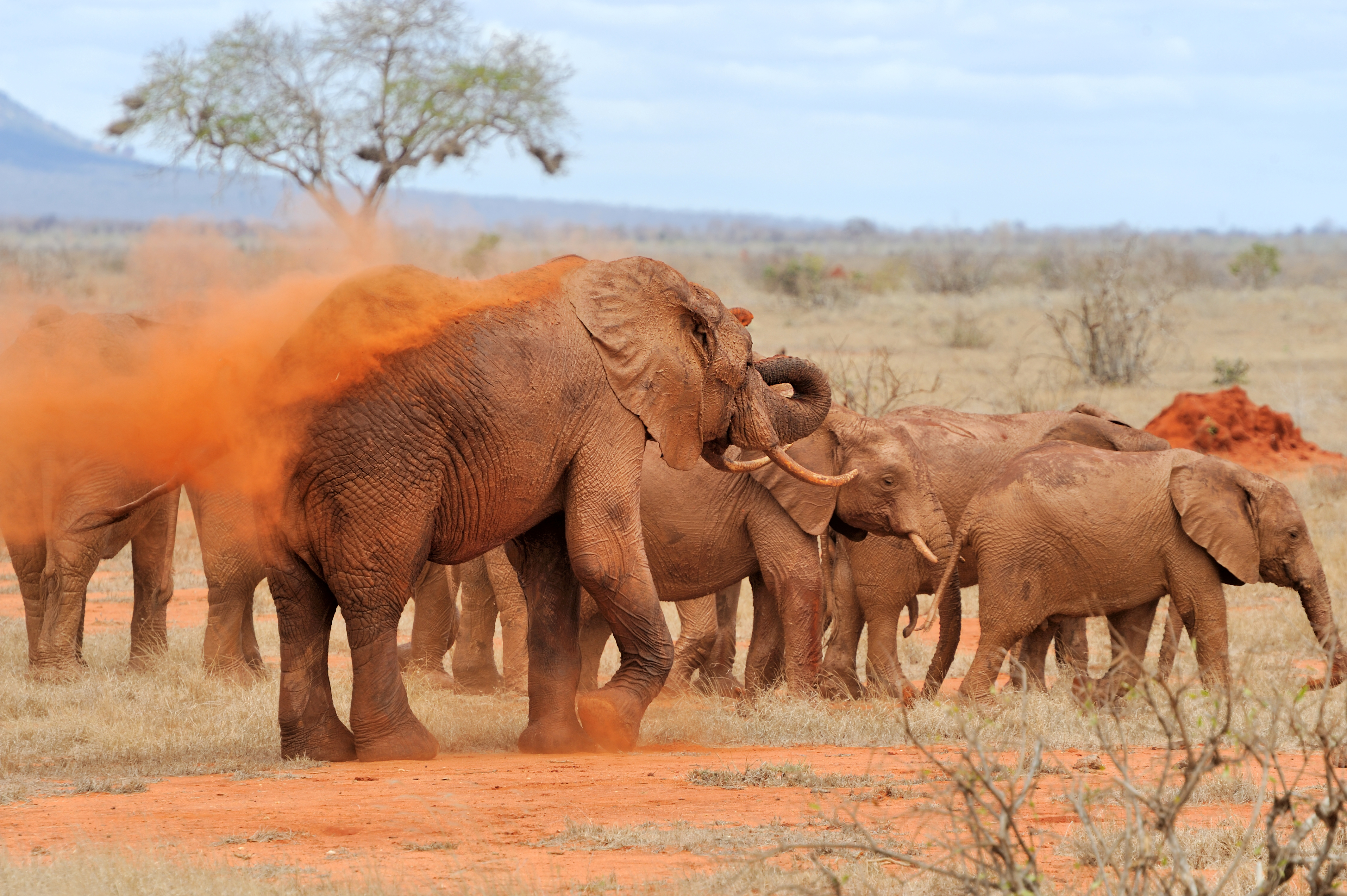 elephant in national park of kenya PSFYRH9 - La Riserva dello Tsavo