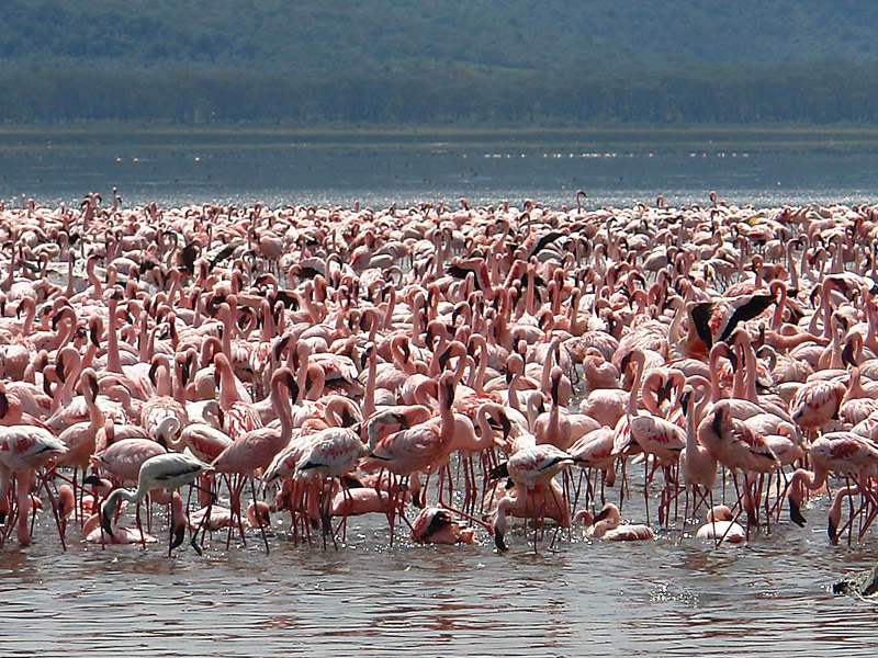 lake nakuru2 - Kenya tour
