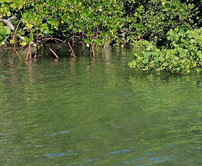 safari-blu-mangrovie-1