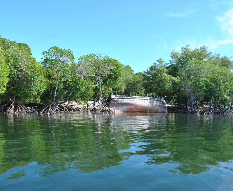safari-blu-mangrovie-2