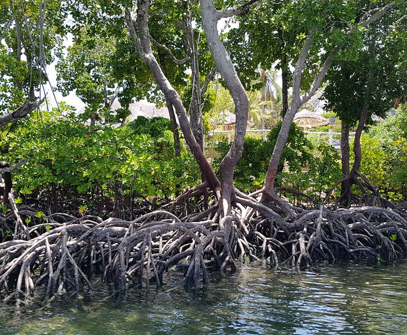 safari-blu-mangrovie-3