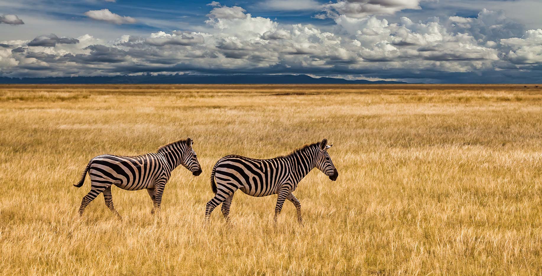 safari kenya 1 - Safari Kenya
