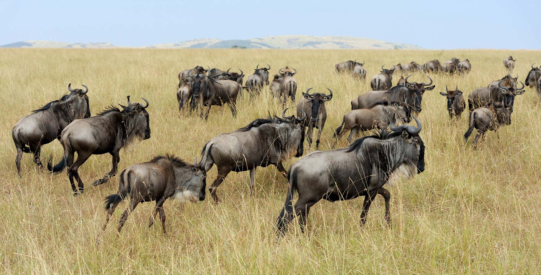 safari kenya bufali - Safari Kenya