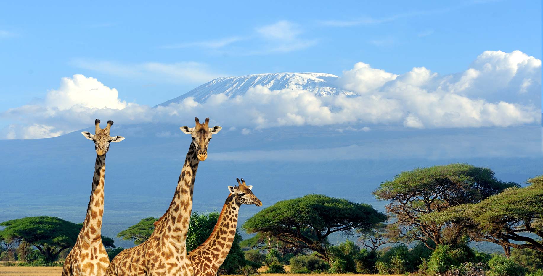 safari kenya giraffe 1 - Safari Kenya