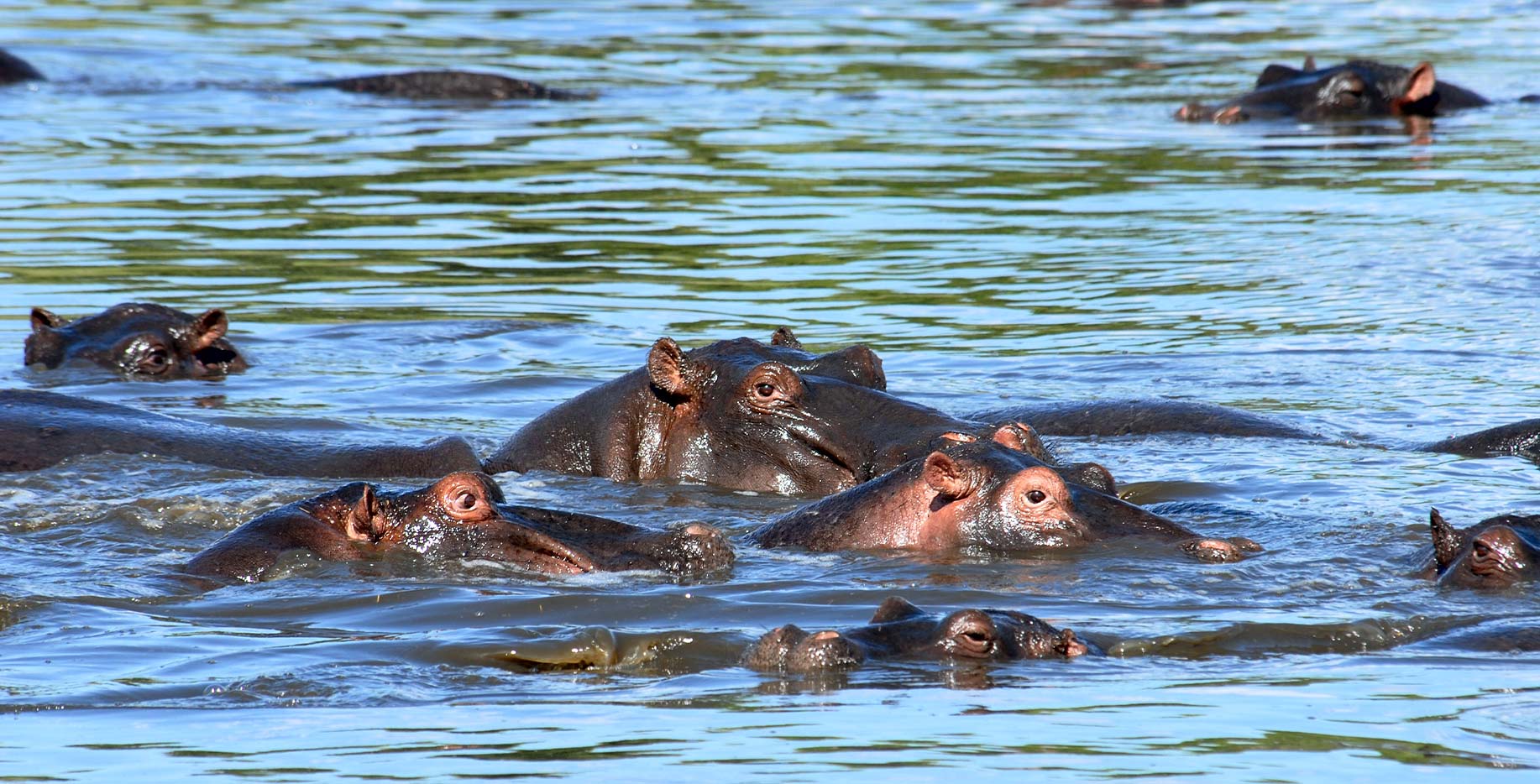safari kenya ippopotami - Safari Kenya