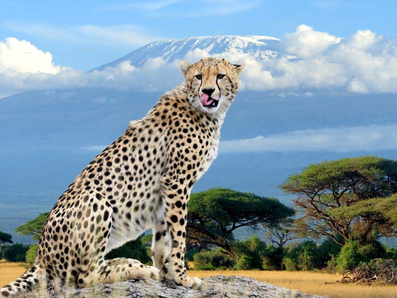 Safari Samburu . Olpejeta . Lago Nakuru . Lago Bogoria . Lago Naivasha . Masai Mara . Nairobi . Amboseli . Tsavo Ovest . Taita Hills . Tsavo Est - Tour in Kenya